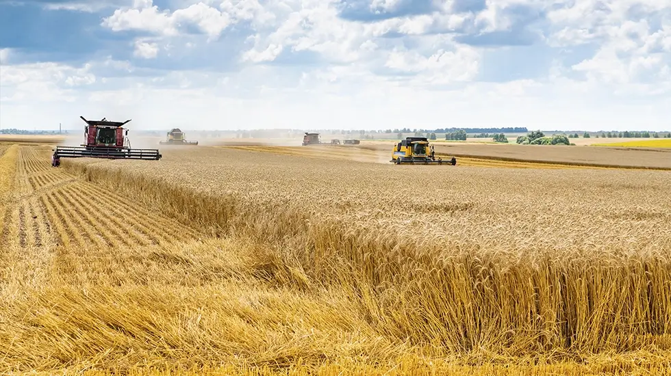Cosecha récord de trigo: cómo transformar volumen en valor (harinas, farináceos y desempeño en planta)